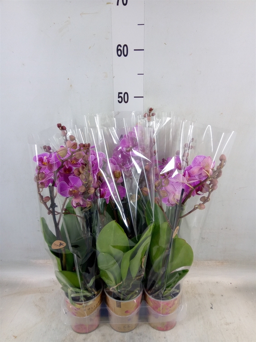 <h4>Phalaenopsis multi. 'Ant Hamburg'</h4>