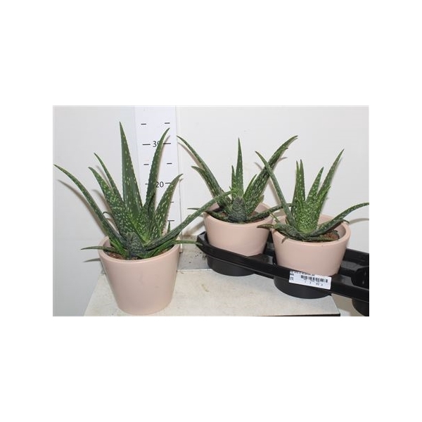 <h4>Aloe Vera In Keramiek Pot</h4>