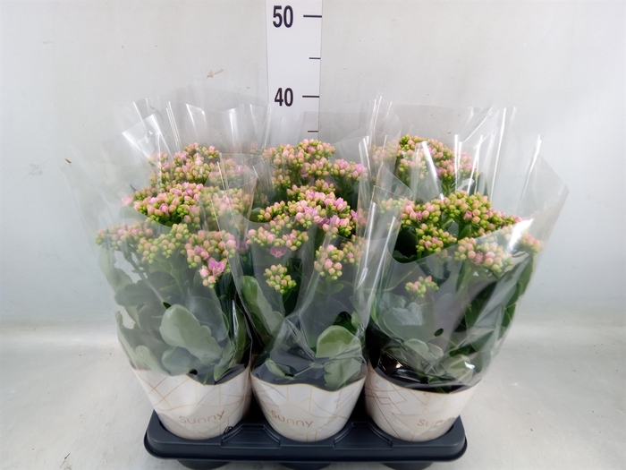 <h4>Kalanchoe  'RoseFlow Graceful Pink'</h4>