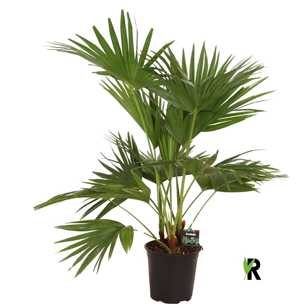 <h4>Livistona chinensis 3 per pot in hoes</h4>