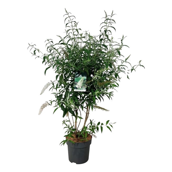 <h4>Buddleja dav. 'White Profusion'</h4>