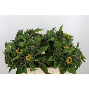 Helianthus Sunrich Orang