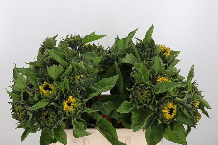 <h4>Helianthus Sunrich Orang</h4>