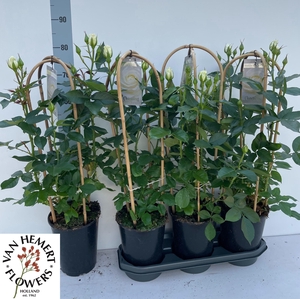 ROSA FL CHARM SELECT