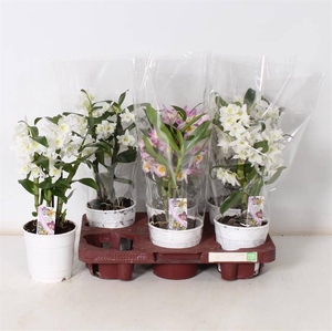 DENDROBIUM NOBILE MIX 2TAK COMPACT