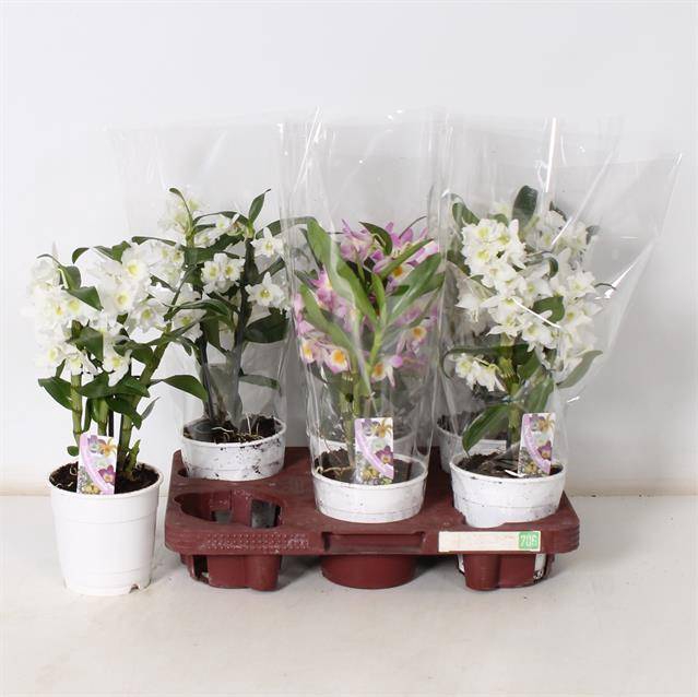 <h4>DENDROBIUM NOBILE MIX 2TAK COMPACT</h4>