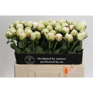 Paeonia (Lactiflora Grp) 'White Pool'