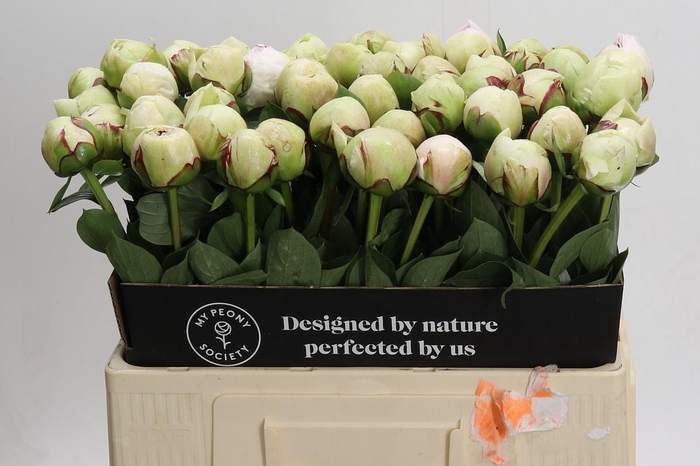 <h4>Paeonia (Lactiflora Grp) 'White Pool'</h4>