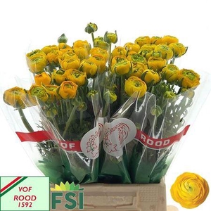 Ran Nl. Aazur Yellow