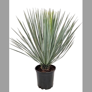 YUC ROSTRATA