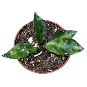 Hoya Lacunosa Amarillo