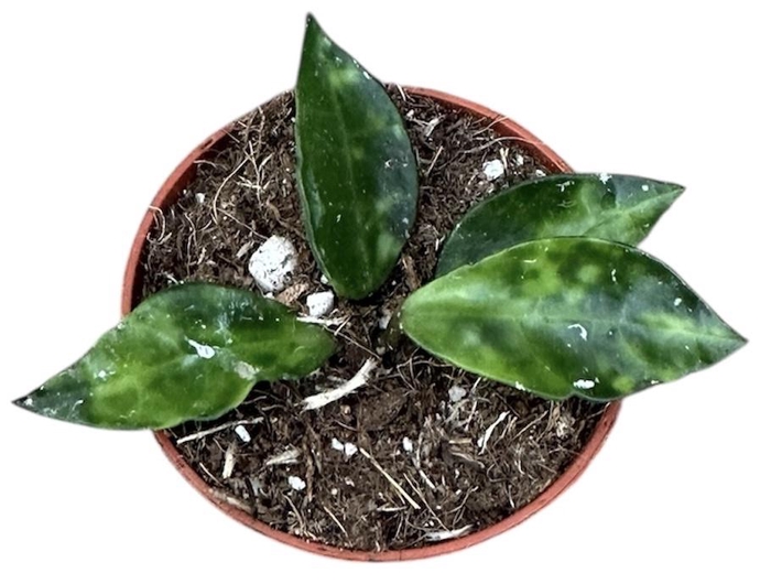 <h4>Hoya Lacunosa Amarillo</h4>