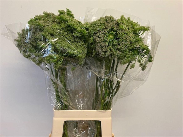 <h4>AMMI MAJUS</h4>