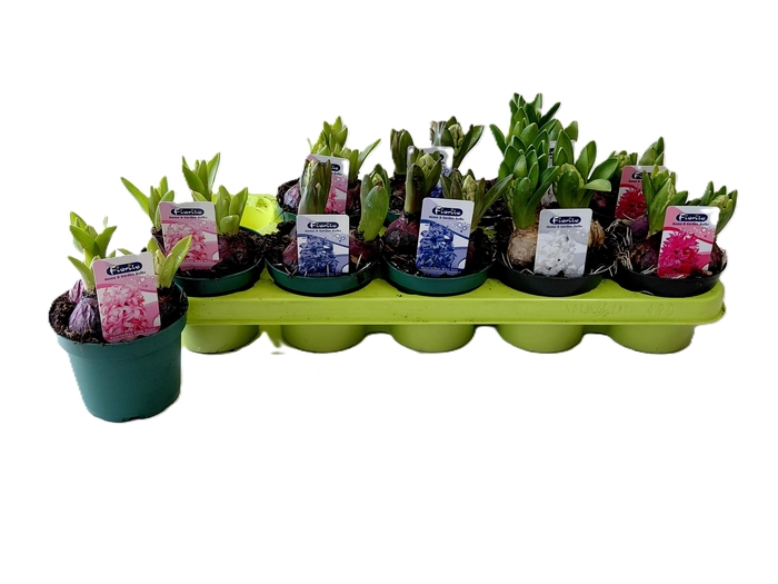 <h4>HYACIN MIXK 4 KL</h4>