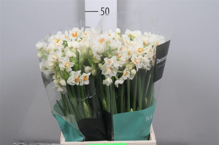 <h4>Narc Du Abba</h4>