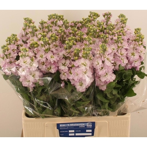 MATTH FIGARO L ROSE