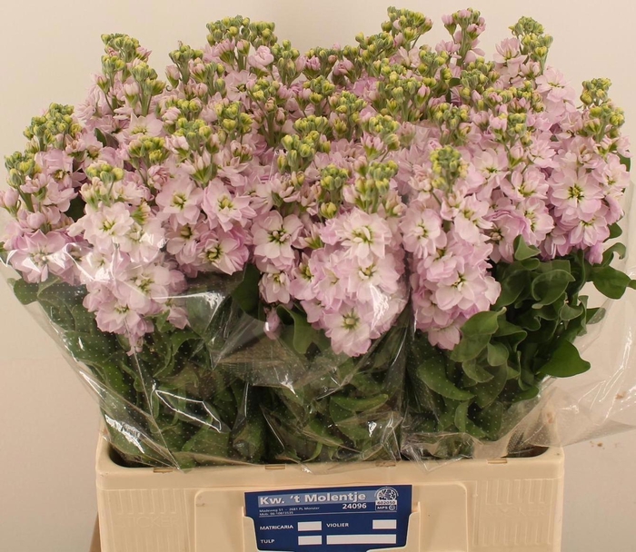 <h4>MATTH FIGARO L ROSE</h4>