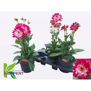 DAHL L MAG ROSE BICO