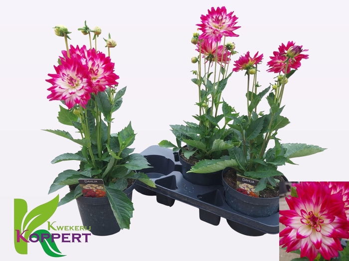 <h4>DAHL L MAG ROSE BICO</h4>