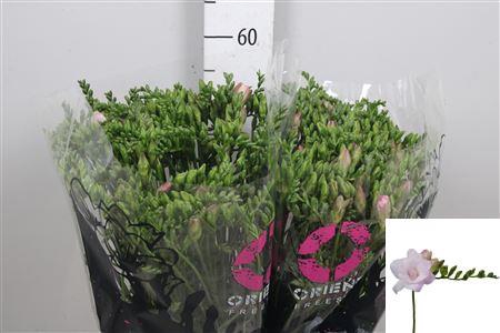 <h4>Fr Du Honeymoon</h4>