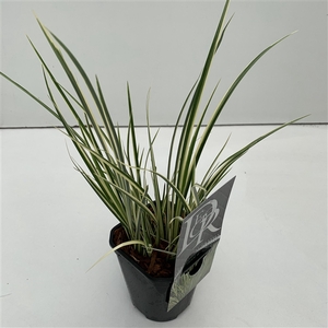 Acorus 'Argenteostriates'