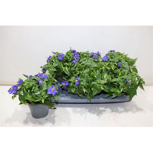 Exacum Tri Sapphire