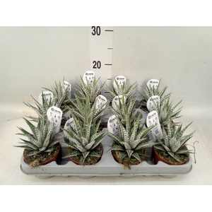 Haworthia fasciata 'Alba'