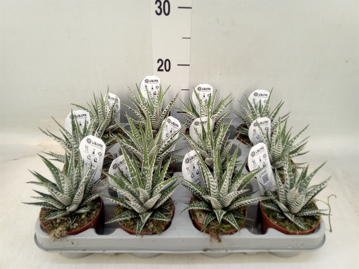 <h4>Haworthia fasciata 'Alba'</h4>