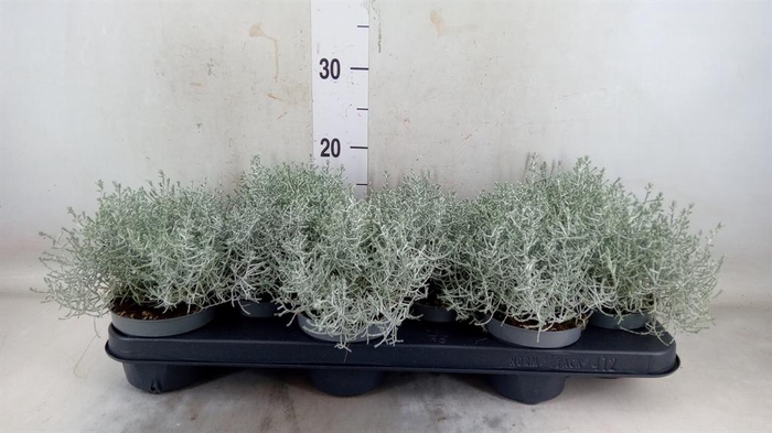 <h4>Leucophyta brownii</h4>