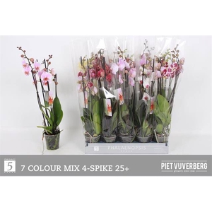 PHAL MIX 4 TAK 60CM