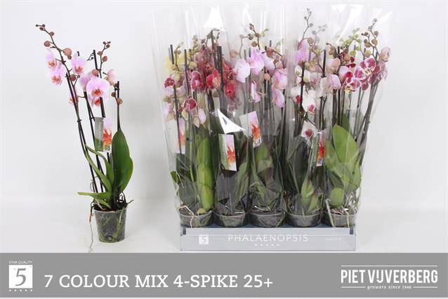 <h4>PHAL MIX 4 TAK 60CM</h4>