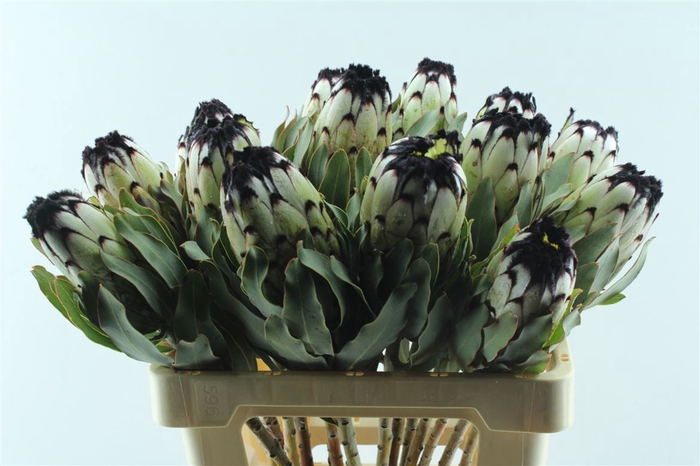 <h4>Protea Mag Niobe</h4>