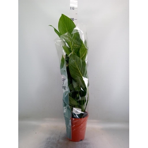 Spathiphyllum  'Sweet Lauretta'