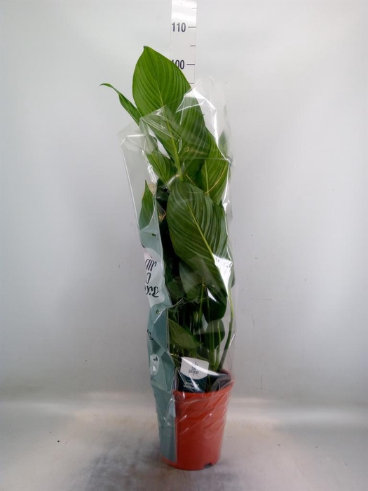<h4>Spathiphyllum  'Sweet Lauretta'</h4>