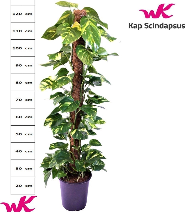 Epipremnum pinnatum mosstok 24Ø 135cm