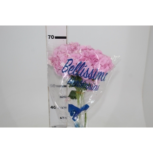 HORTENSIA FORCE 060 CM ROSA