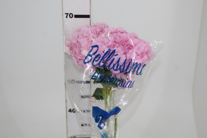 <h4>HORTENSIA FORCE 060 CM ROSA</h4>