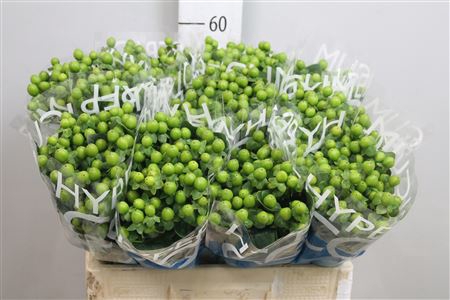 <h4>Hyp Coco Bamboo</h4>