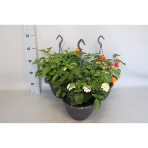 Lantana hangpot diverse kleuren