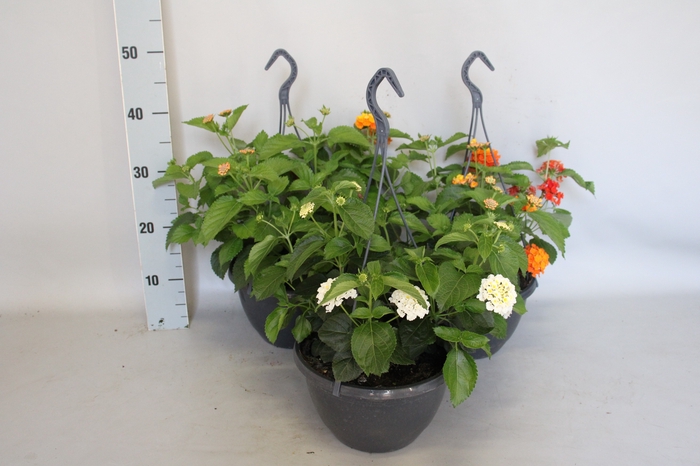 <h4>Lantana hangpot diverse kleuren</h4>