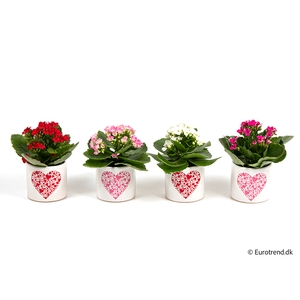 KALANCHOE BLOSSF p6 E 2530