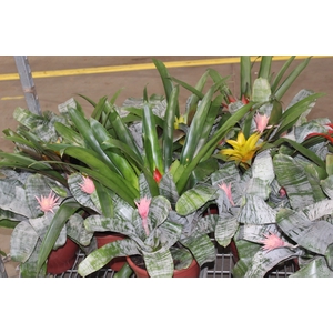 COQUETEL BROMELIA P24