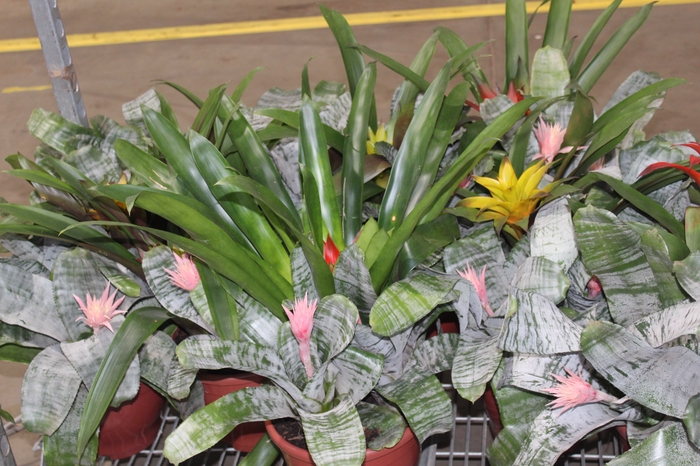 <h4>COQUETEL BROMELIA P24</h4>