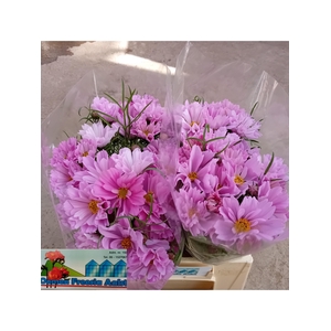 COSMOS BIPINNATUS