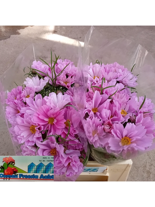 <h4>COSMOS BIPINNATUS</h4>