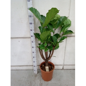 Ficus lyrata