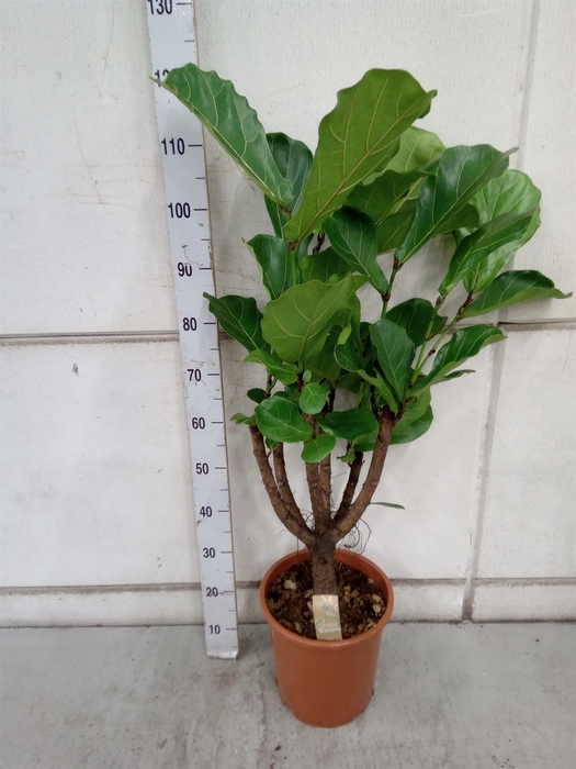 <h4>Ficus lyrata</h4>