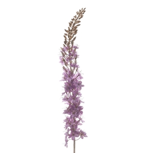 Af Eremurus L109cm Lilac