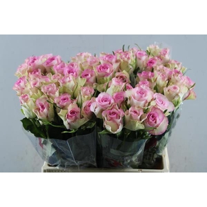 R Gr Lovely Jewel L 40