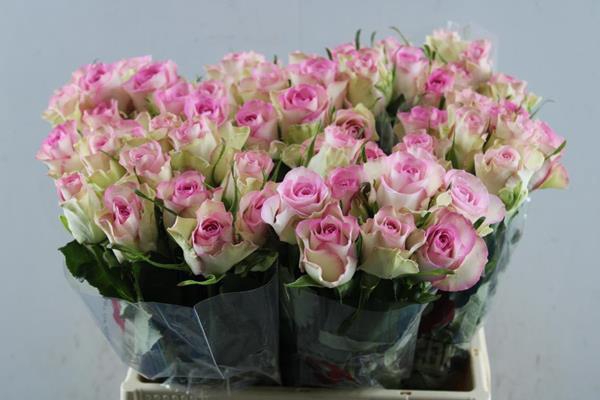 <h4>R Gr Lovely Jewel L 40</h4>